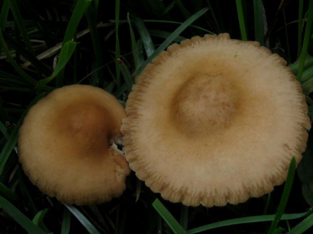 Quale specie di fungo? Marasmius oreades /  