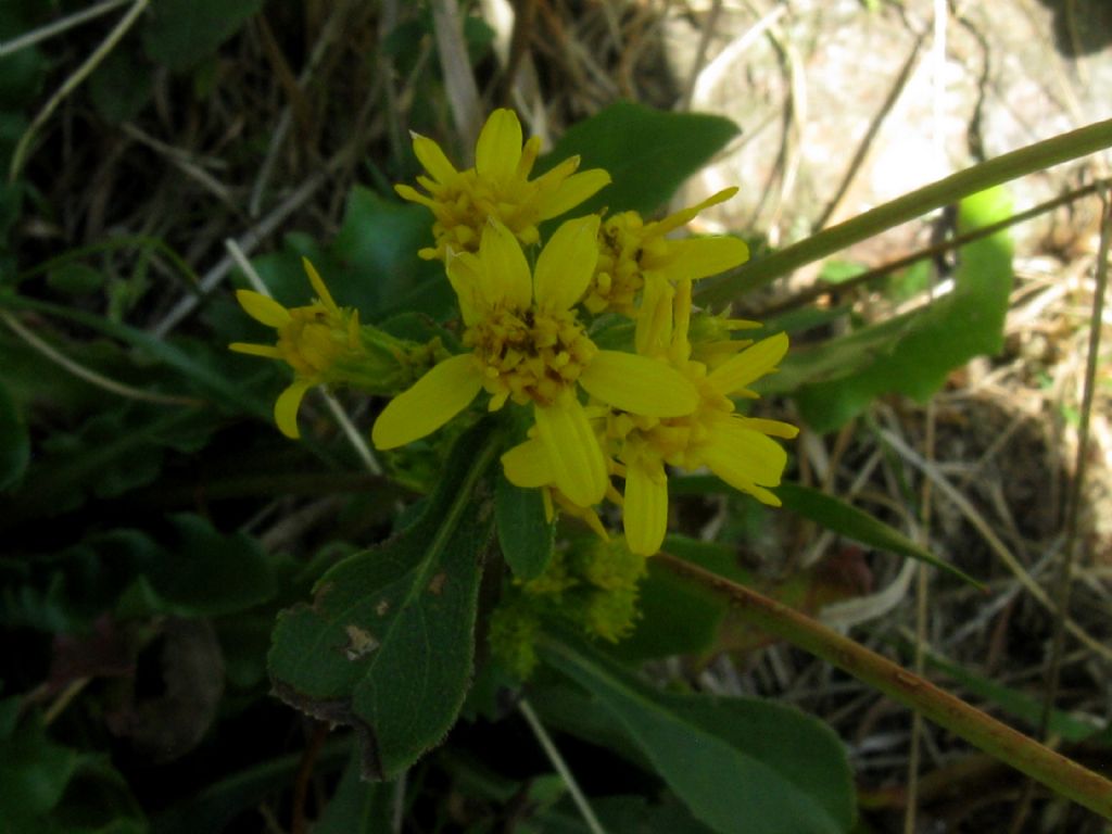 Identificazione che non riesce:  Solidago virgaurea