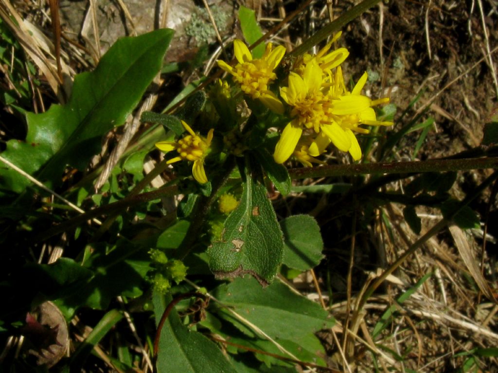 Identificazione che non riesce:  Solidago virgaurea