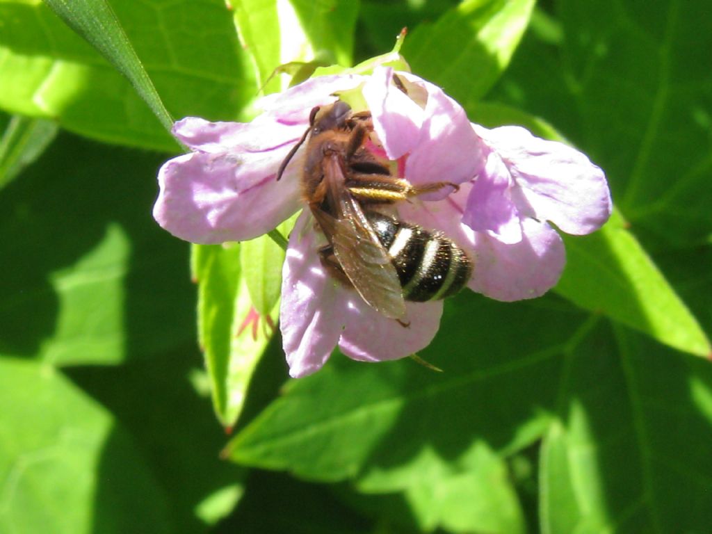 Apis mellifera? No...femmina di Apidae Halictinae (Halictus sp. o Lasioglossum sp.)