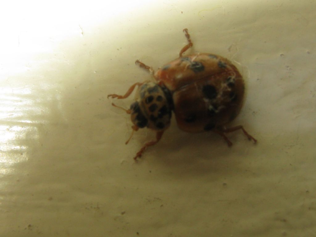 Quale Coccinella? Harmonia quadripunctata