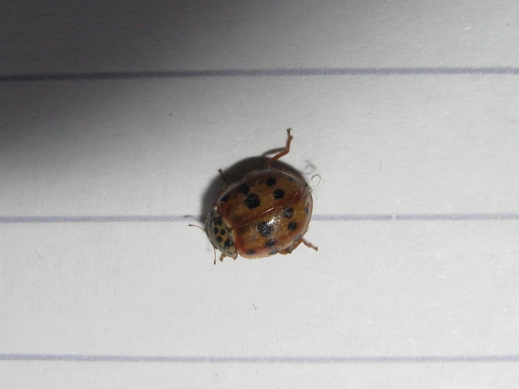 Quale Coccinella? Harmonia quadripunctata