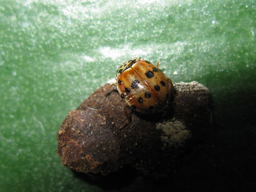 Quale Coccinella? Harmonia quadripunctata