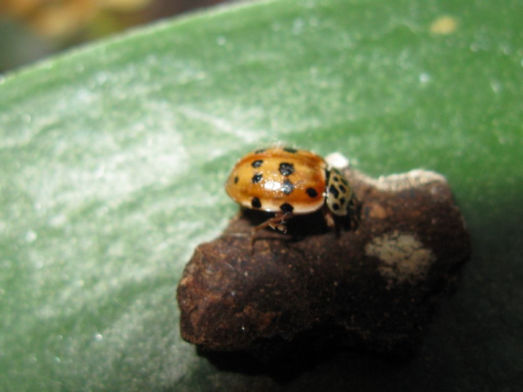 Quale Coccinella? Harmonia quadripunctata