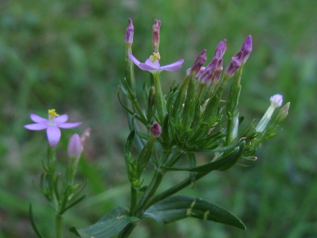 Centaurium erythraea?  S !