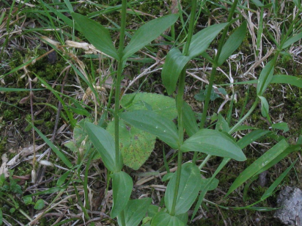 Centaurium erythraea?  S !