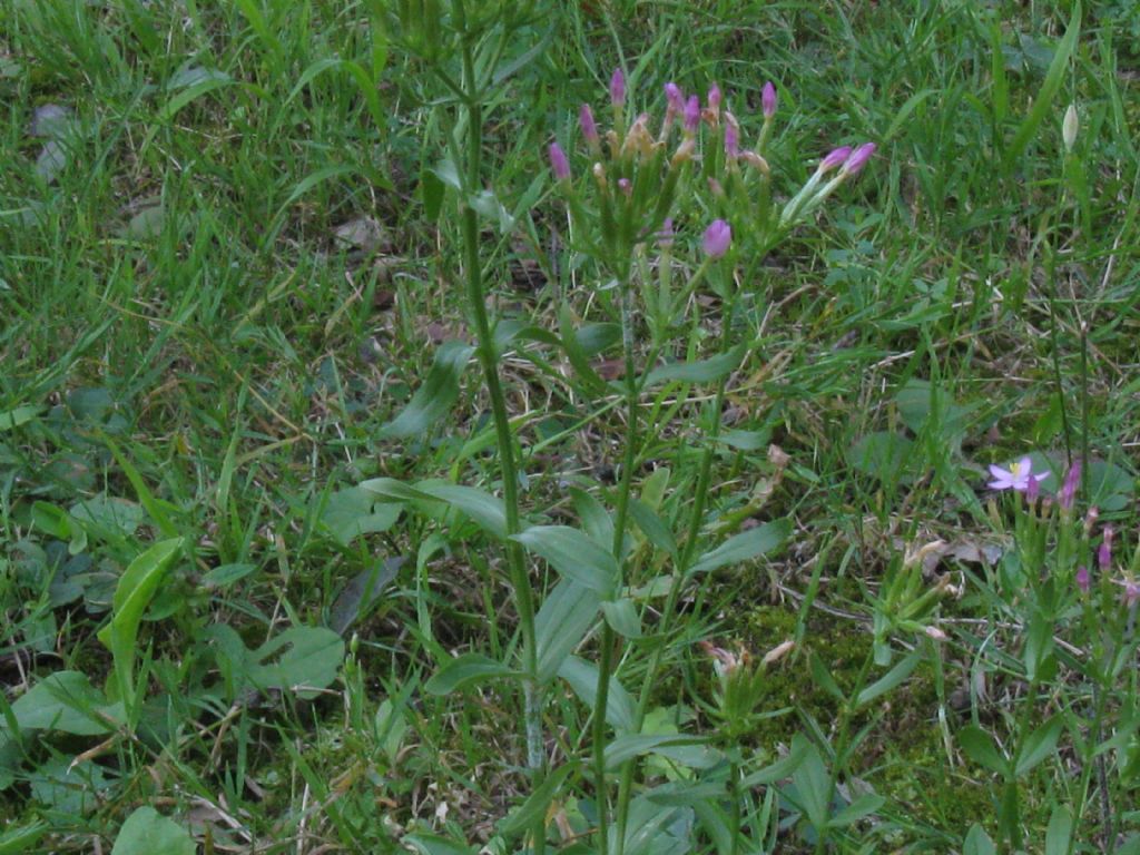 Centaurium erythraea?  S !