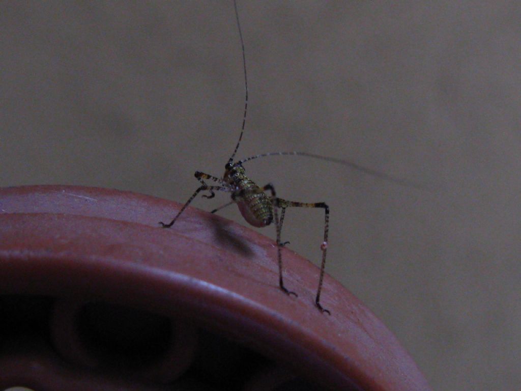 Phaneropteridae:  cfr. Phaneroptera sp.