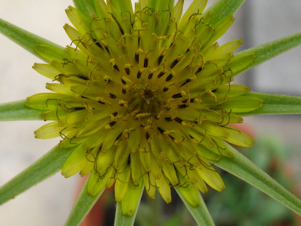 Trapogopon minor / Barba di becco inferiore
