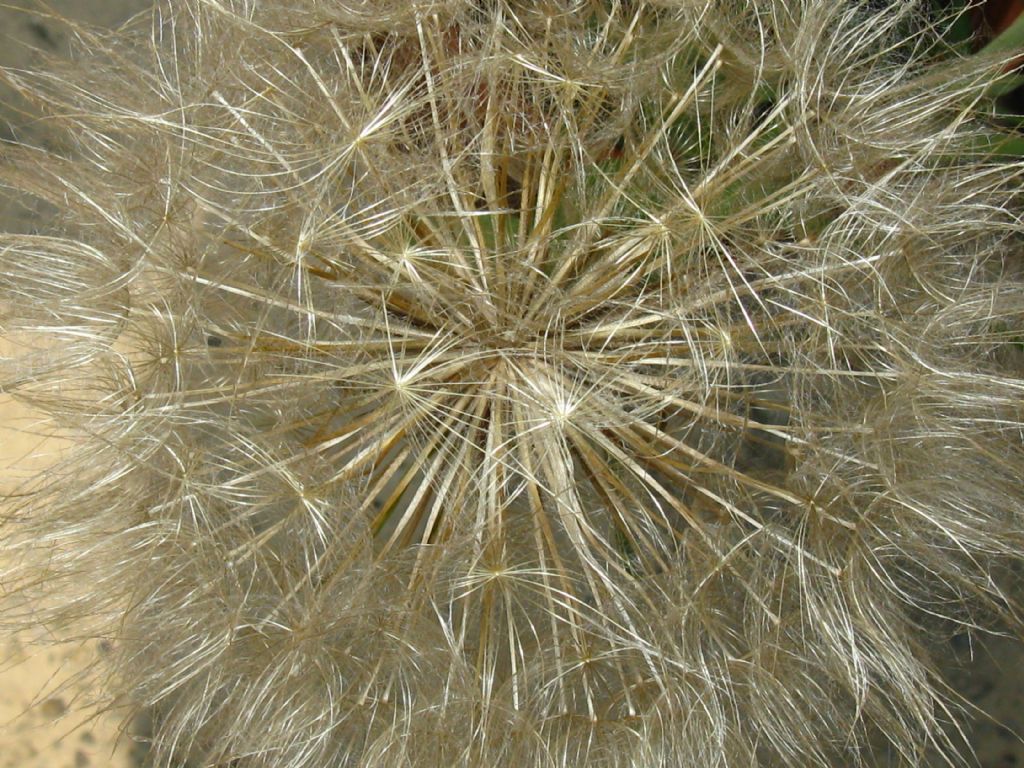 Trapogopon minor / Barba di becco inferiore