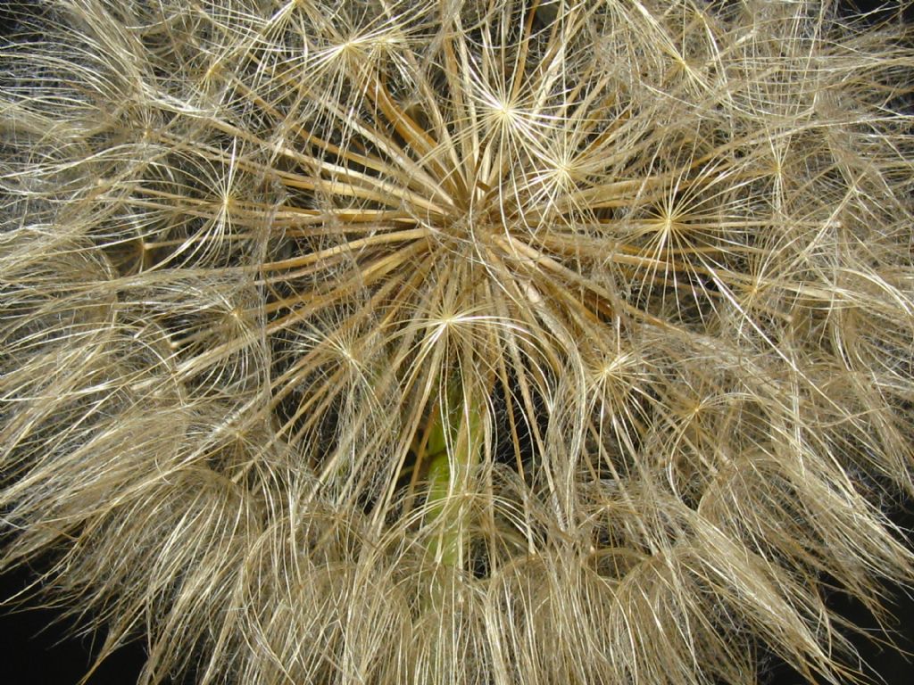 Trapogopon minor / Barba di becco inferiore