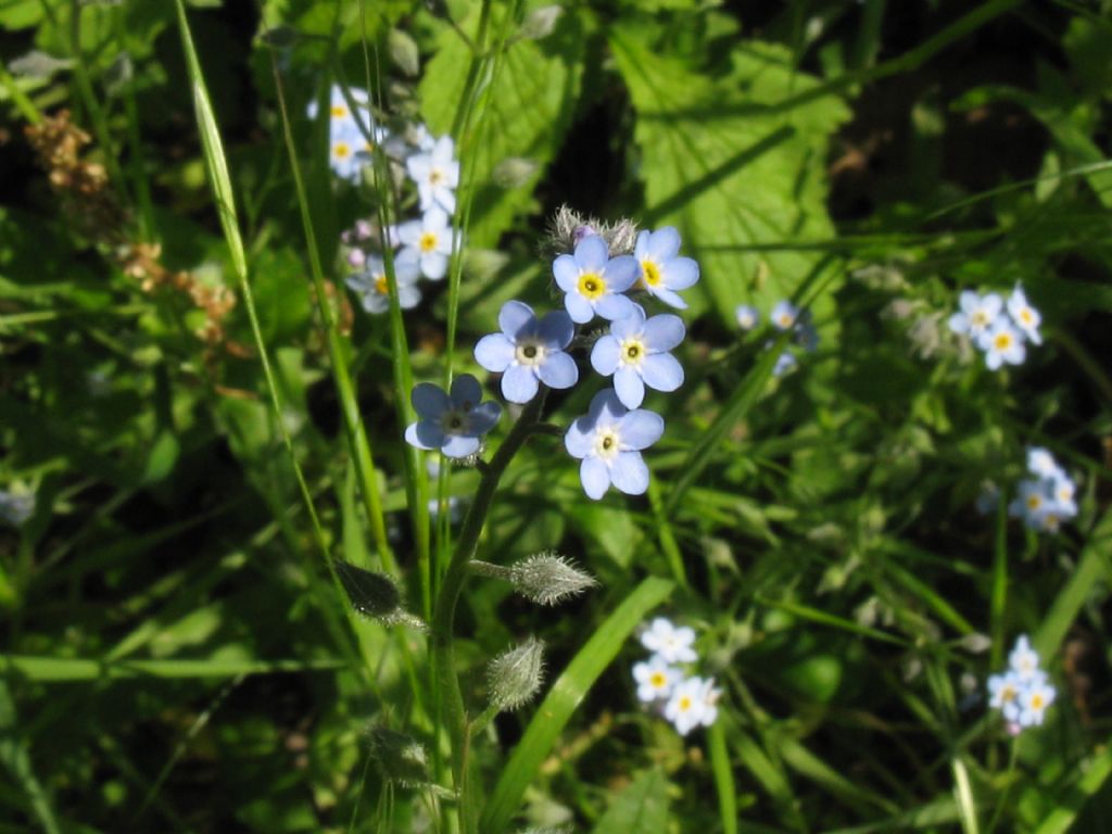 Myosotis sylvatica?...  Myosotis sp.