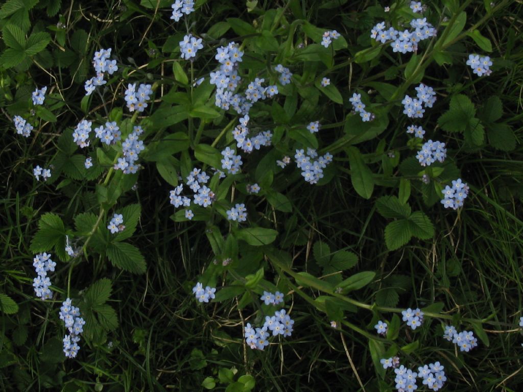 Myosotis sylvatica?...  Myosotis sp.