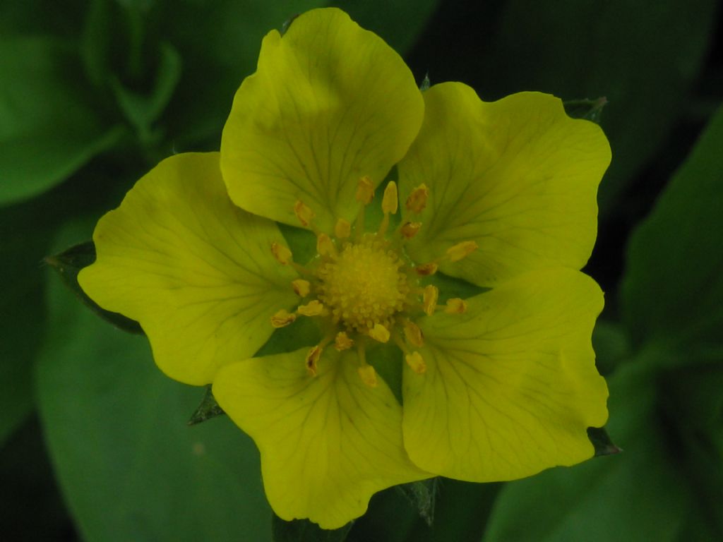 Quale Potentilla?....  Potentilla sp.