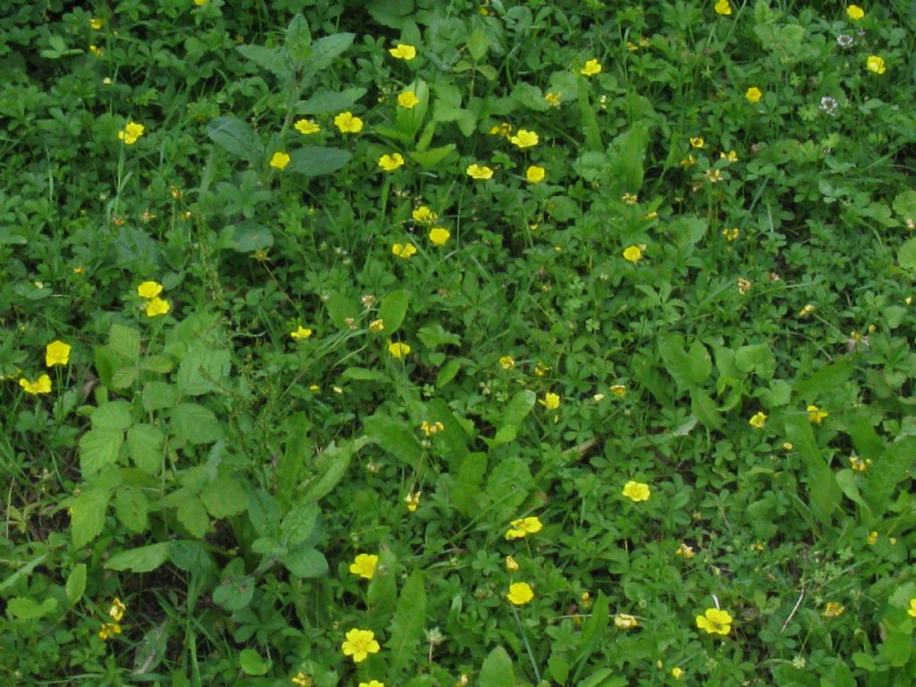 Quale Potentilla?....  Potentilla sp.