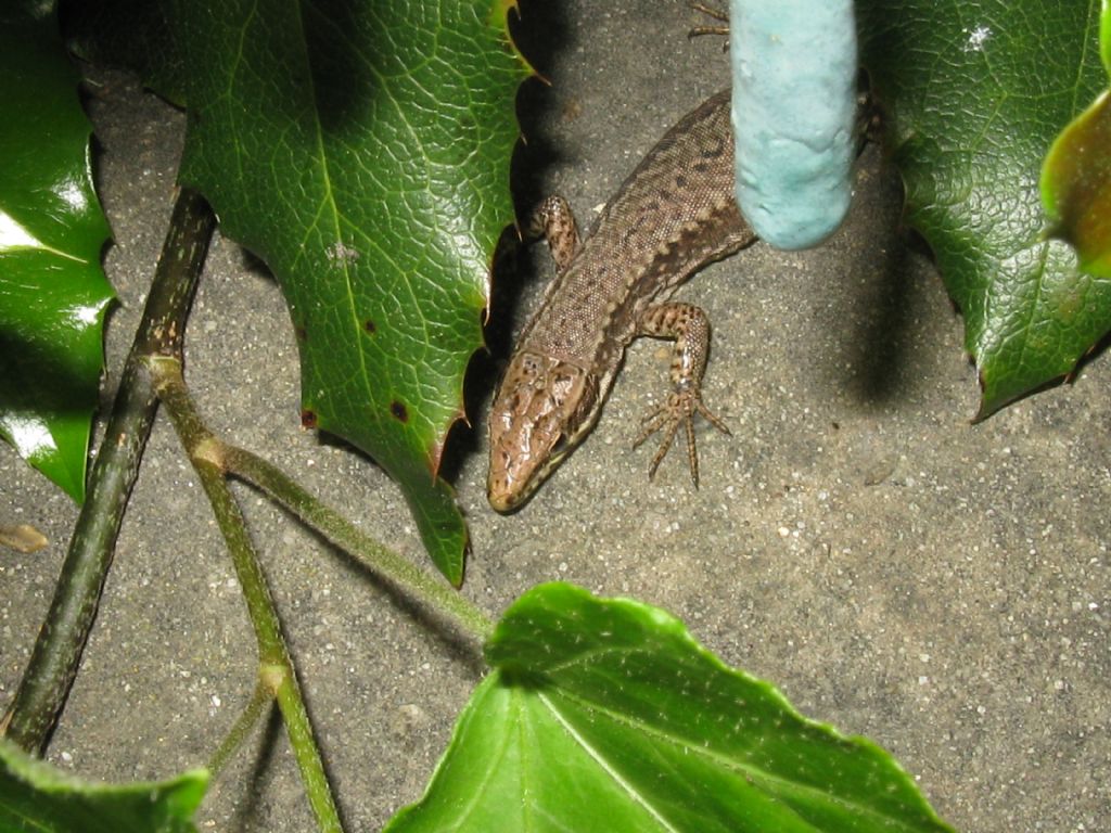 Lucertola di che specie?  Podarcis muralis