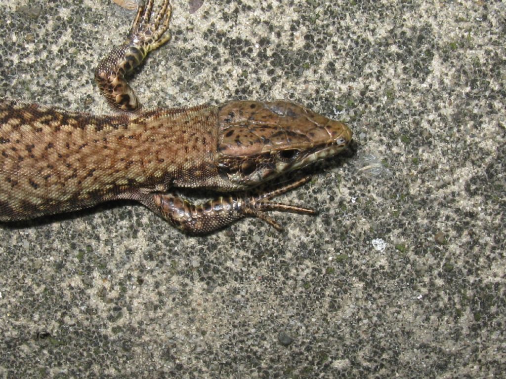 Lucertola di che specie?  Podarcis muralis