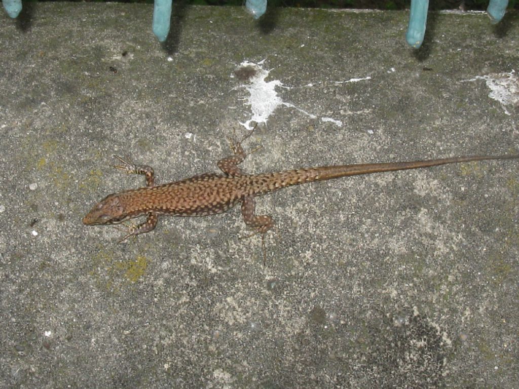 Lucertola di che specie?  Podarcis muralis