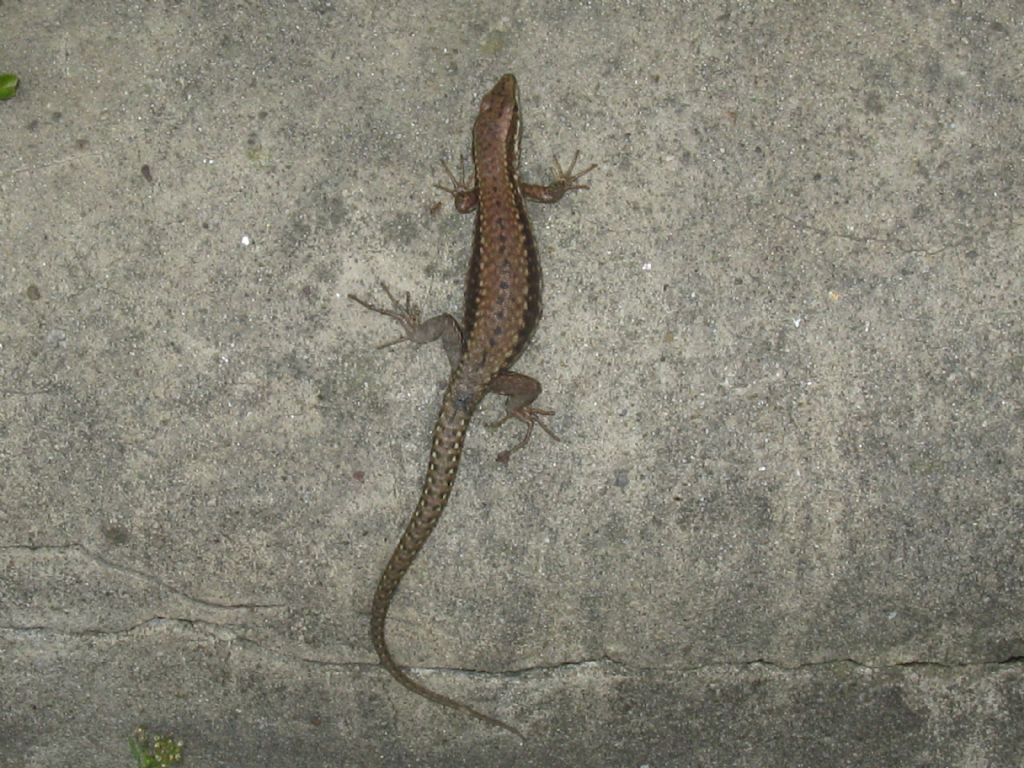 Lucertola di che specie?  Podarcis muralis