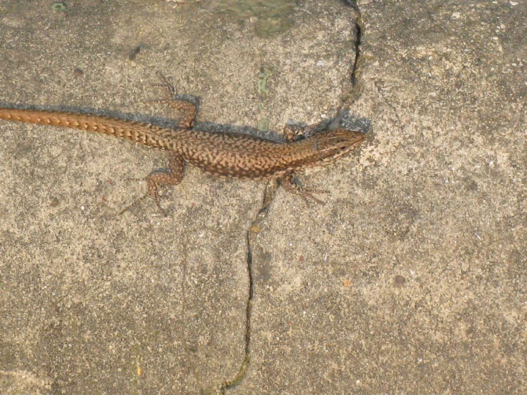 Lucertola di che specie?  Podarcis muralis