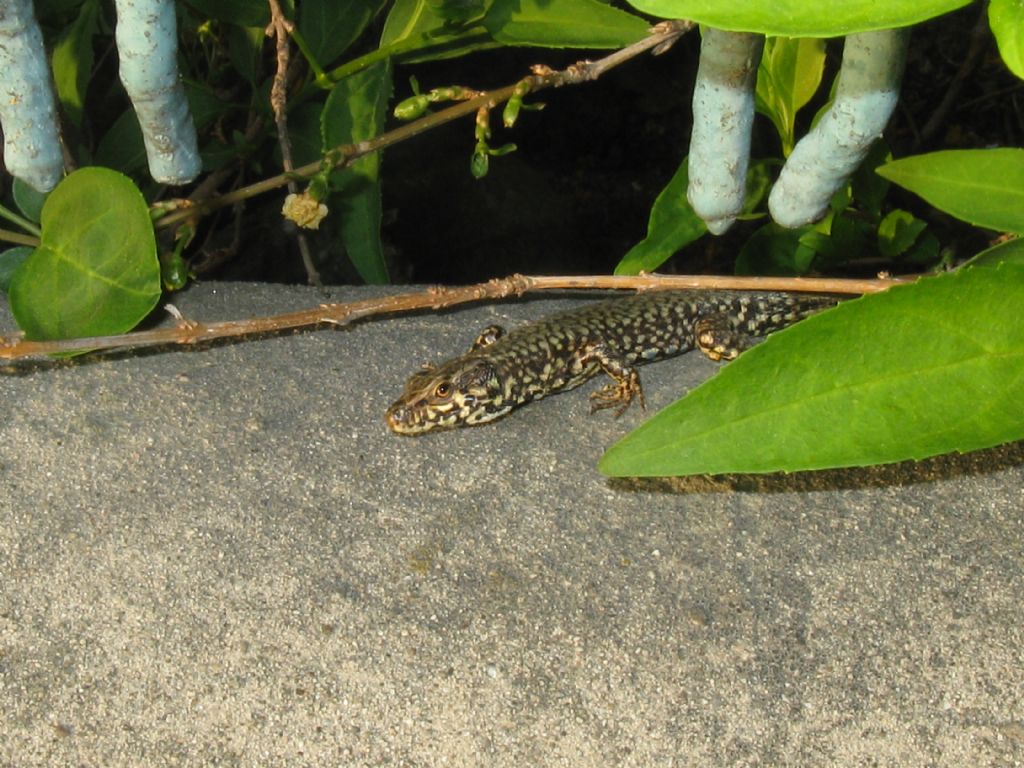 Lucertola di che specie?  Podarcis muralis