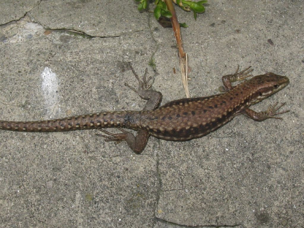 Lucertola di che specie?  Podarcis muralis