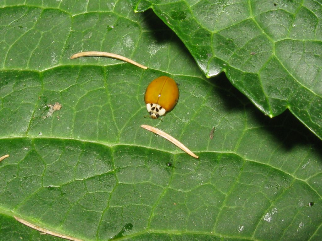Harmonia axyridis? S.