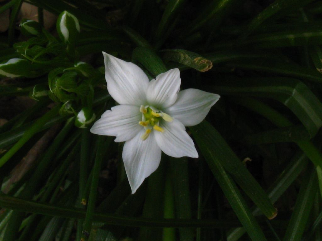 Ornithogalum umbellatum?