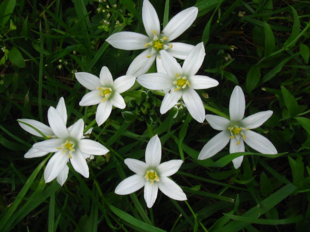 Ornithogalum umbellatum?
