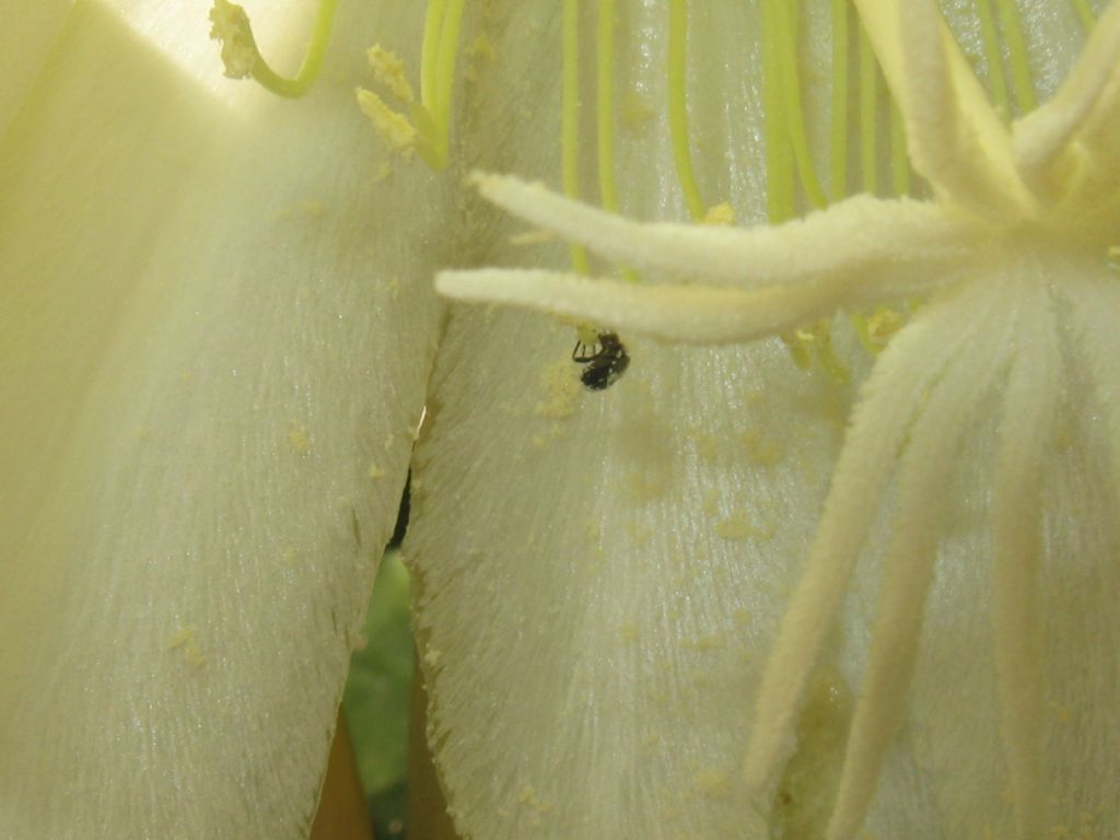 Oxythyrea funesta?... S