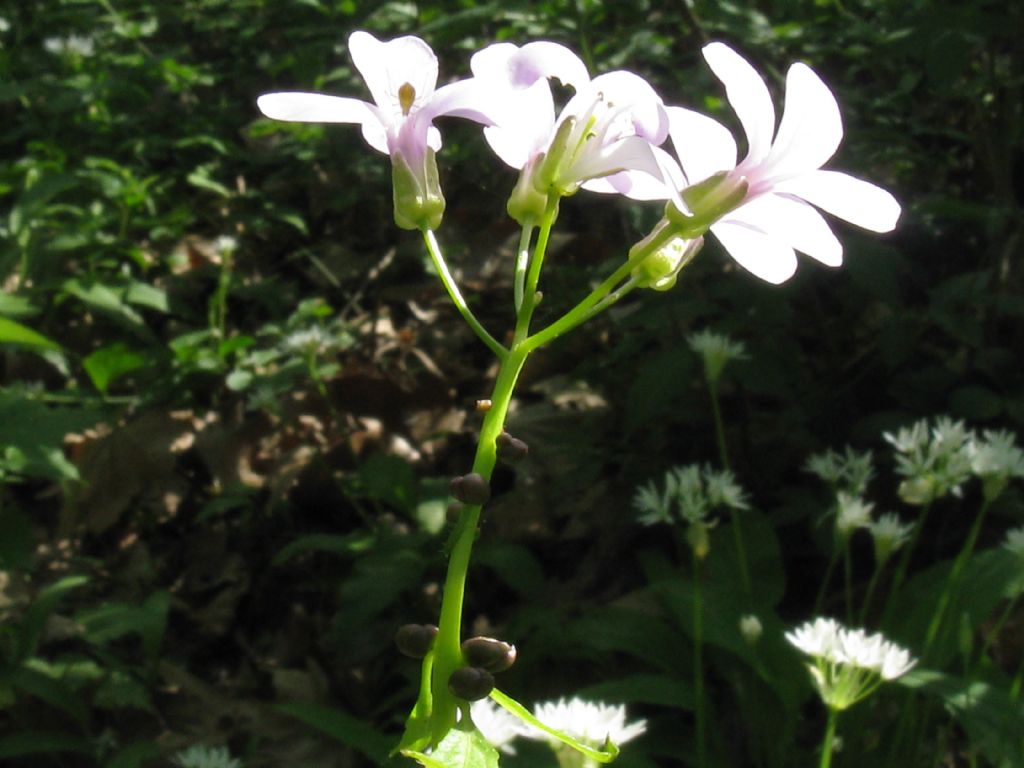 Quale insetto? Afide trib Macrosiphini