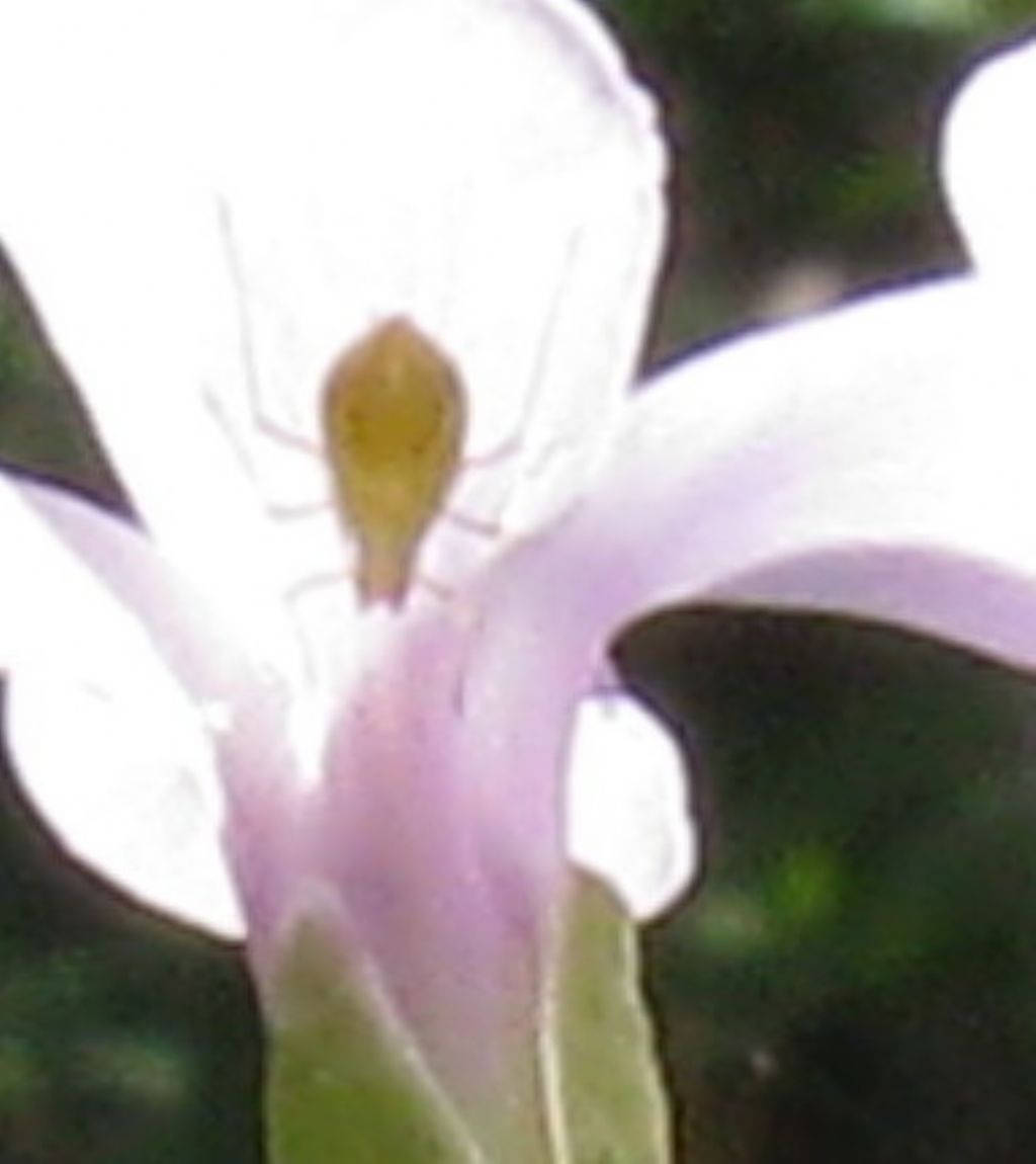 Quale insetto? Afide trib Macrosiphini