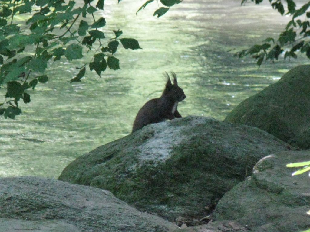 Quale scoiattolo?  Scoiattolo rosso (Sciurus vulgaris)