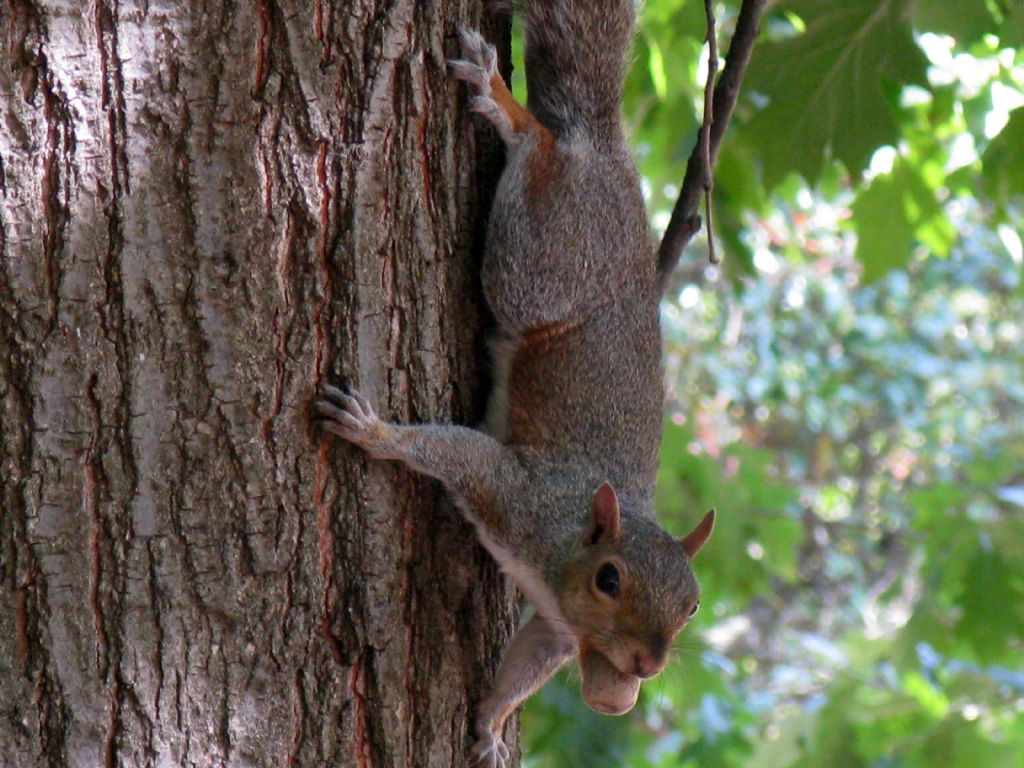 E'' scoiattolo grigio? S.  scoiattolo grigio americano (Sciurus carolinensis)