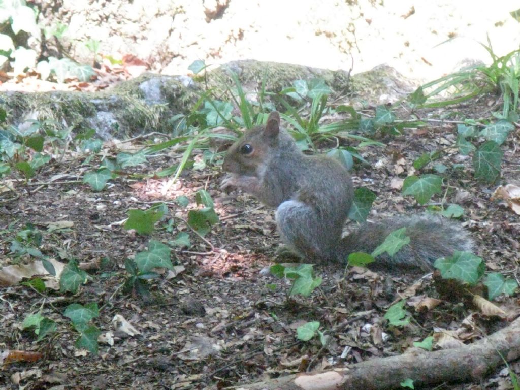 Quale scoiattolo grigio?  Scoiattolo grigio americano (Sciurus carolinensis)