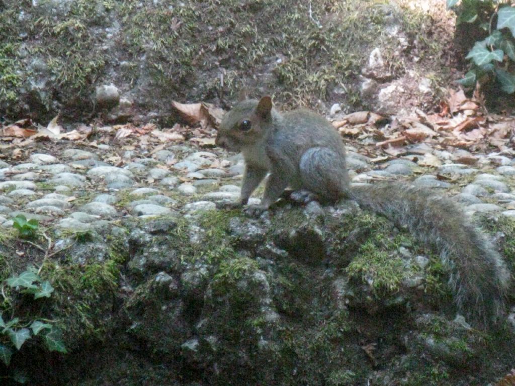 Quale scoiattolo grigio?  Scoiattolo grigio americano (Sciurus carolinensis)