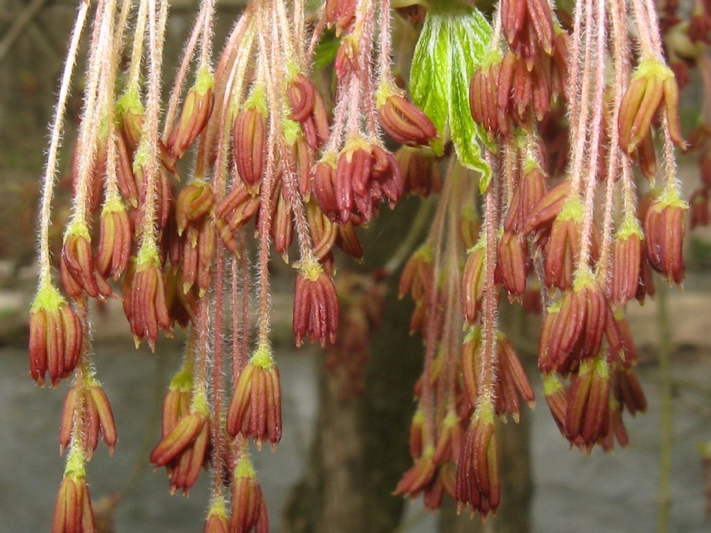 Acer negundo , infiorescenze maschili