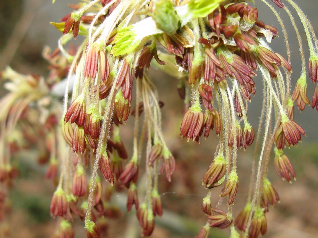 Acer negundo , infiorescenze maschili