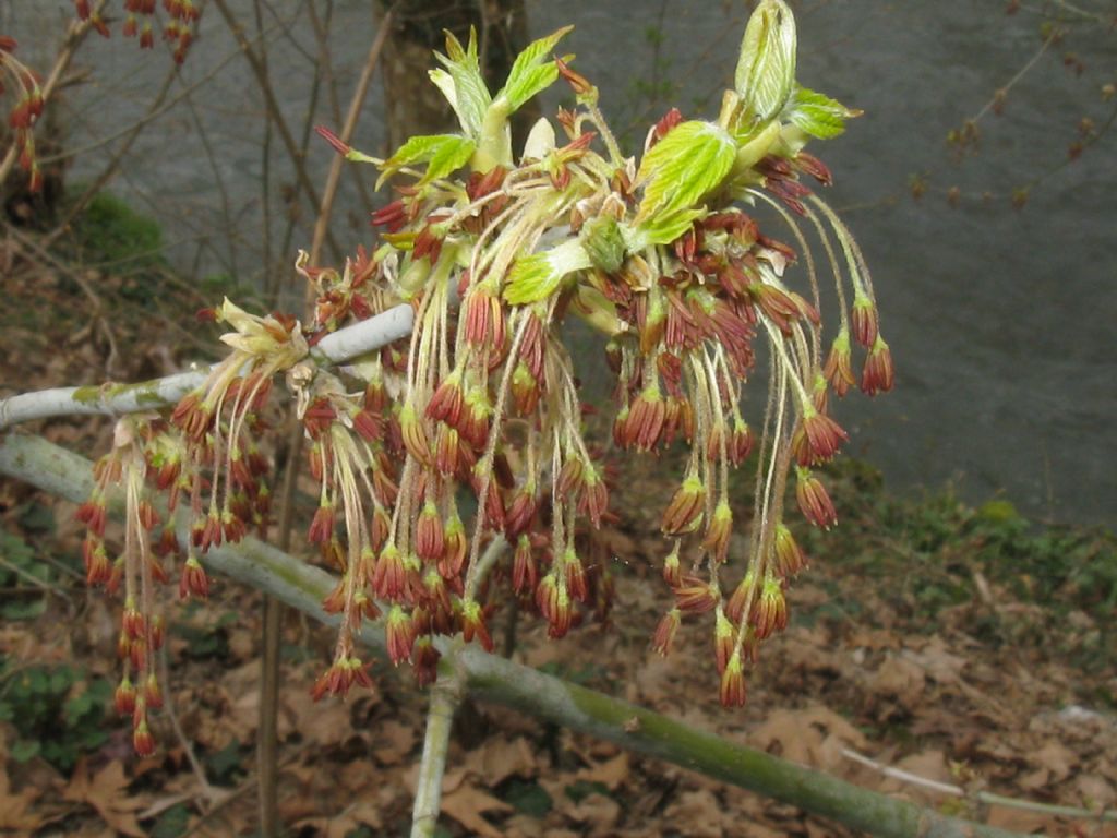 Acer negundo , infiorescenze maschili