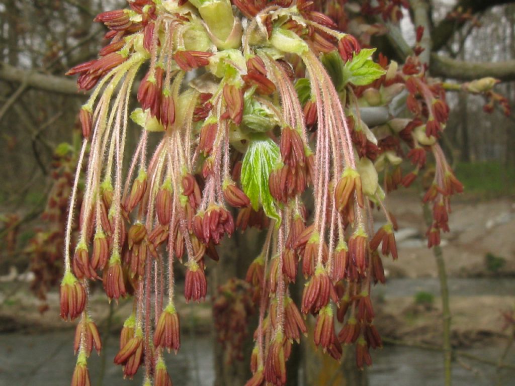 Acer negundo , infiorescenze maschili