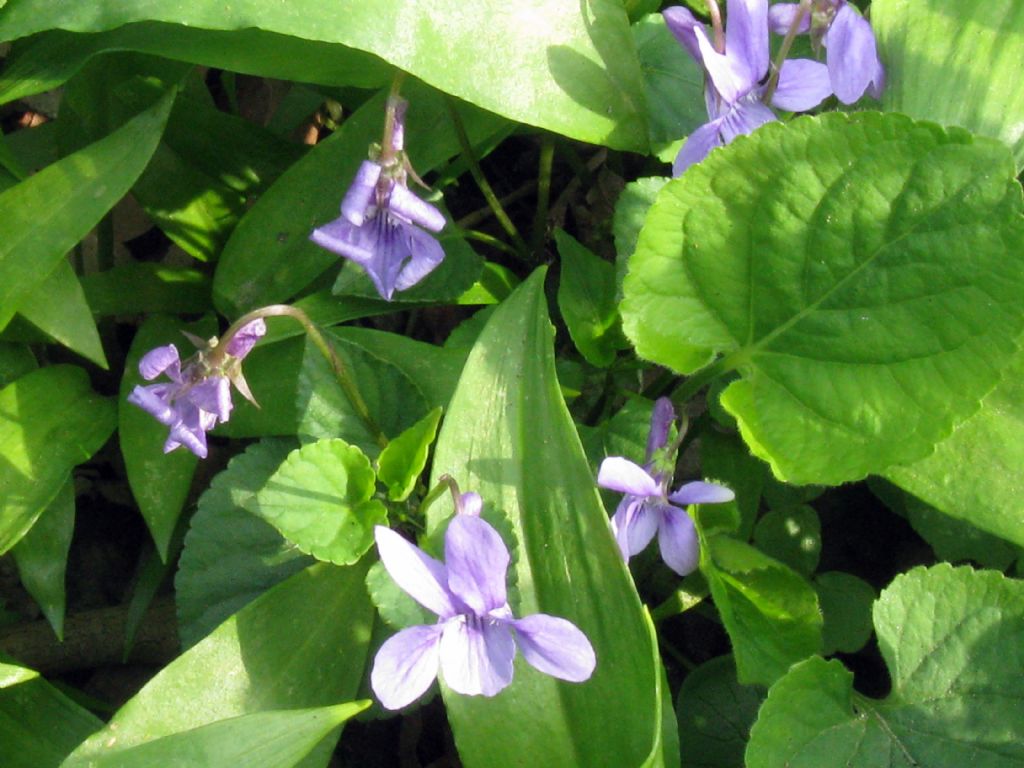 Viola reichenbachiana