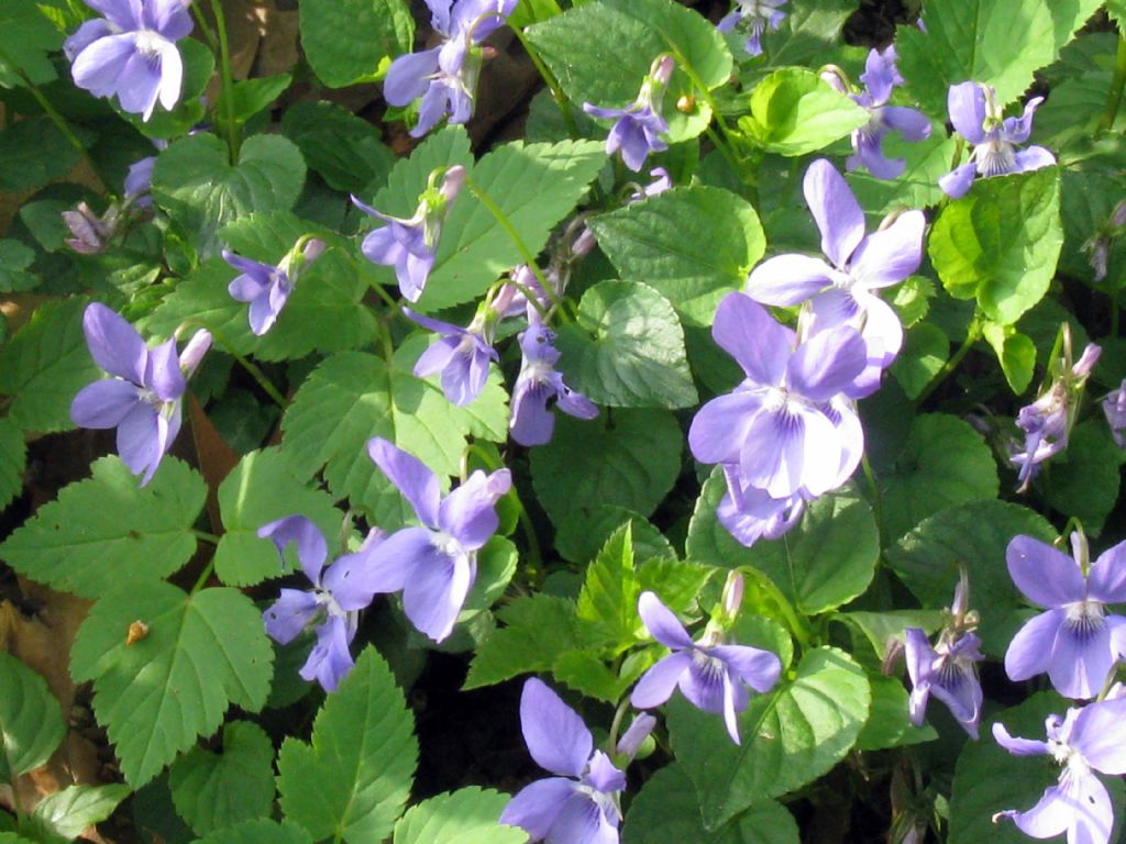 Viola reichenbachiana