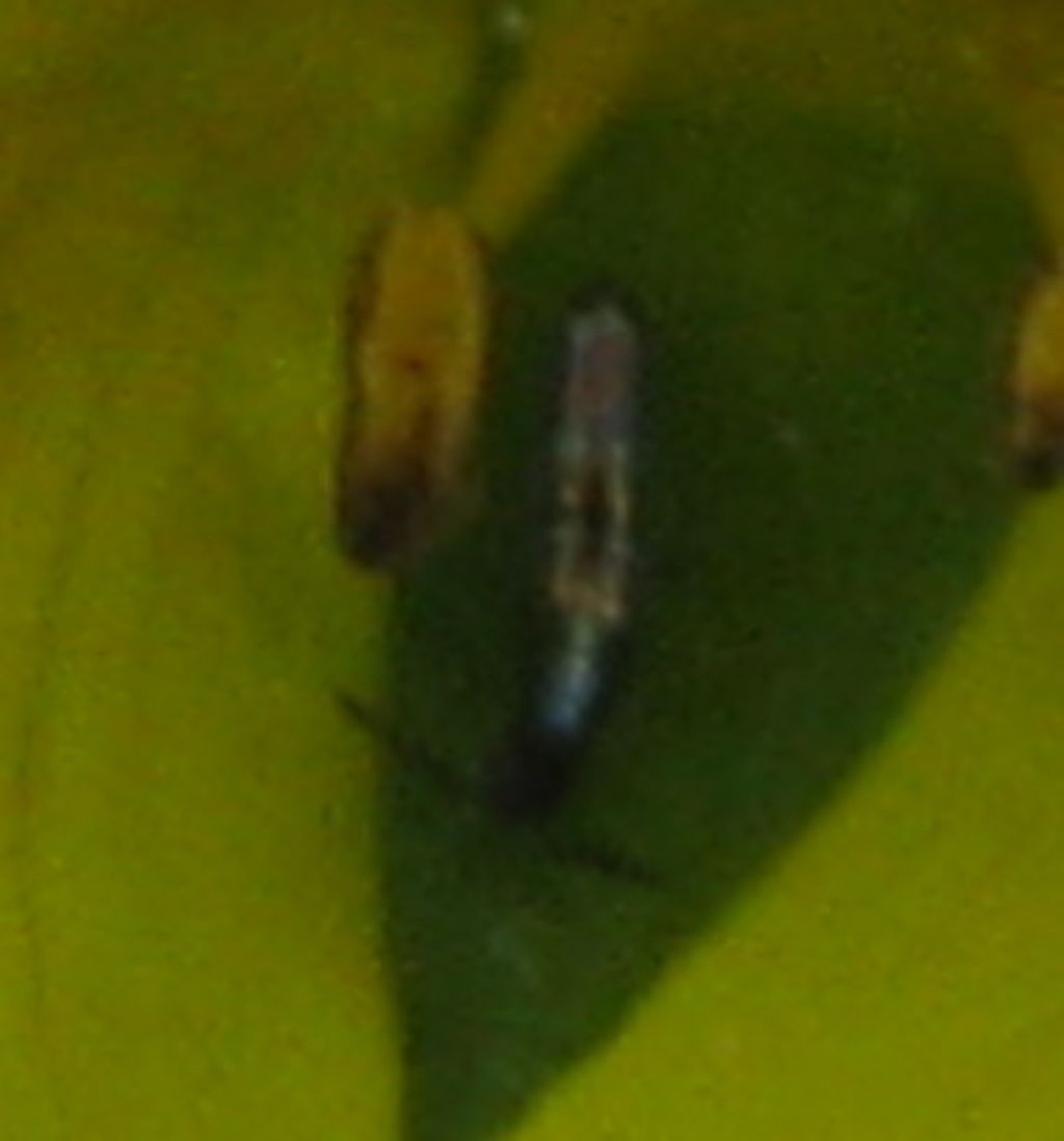Insetto identificabile ? 2 ... forse Staphylinidae?