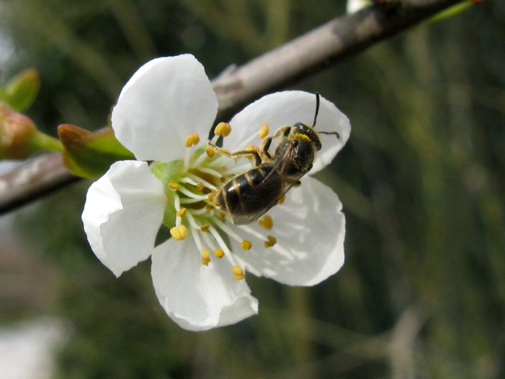 Lasioglossum? --> Femmina di Halictus (cf.) sp.