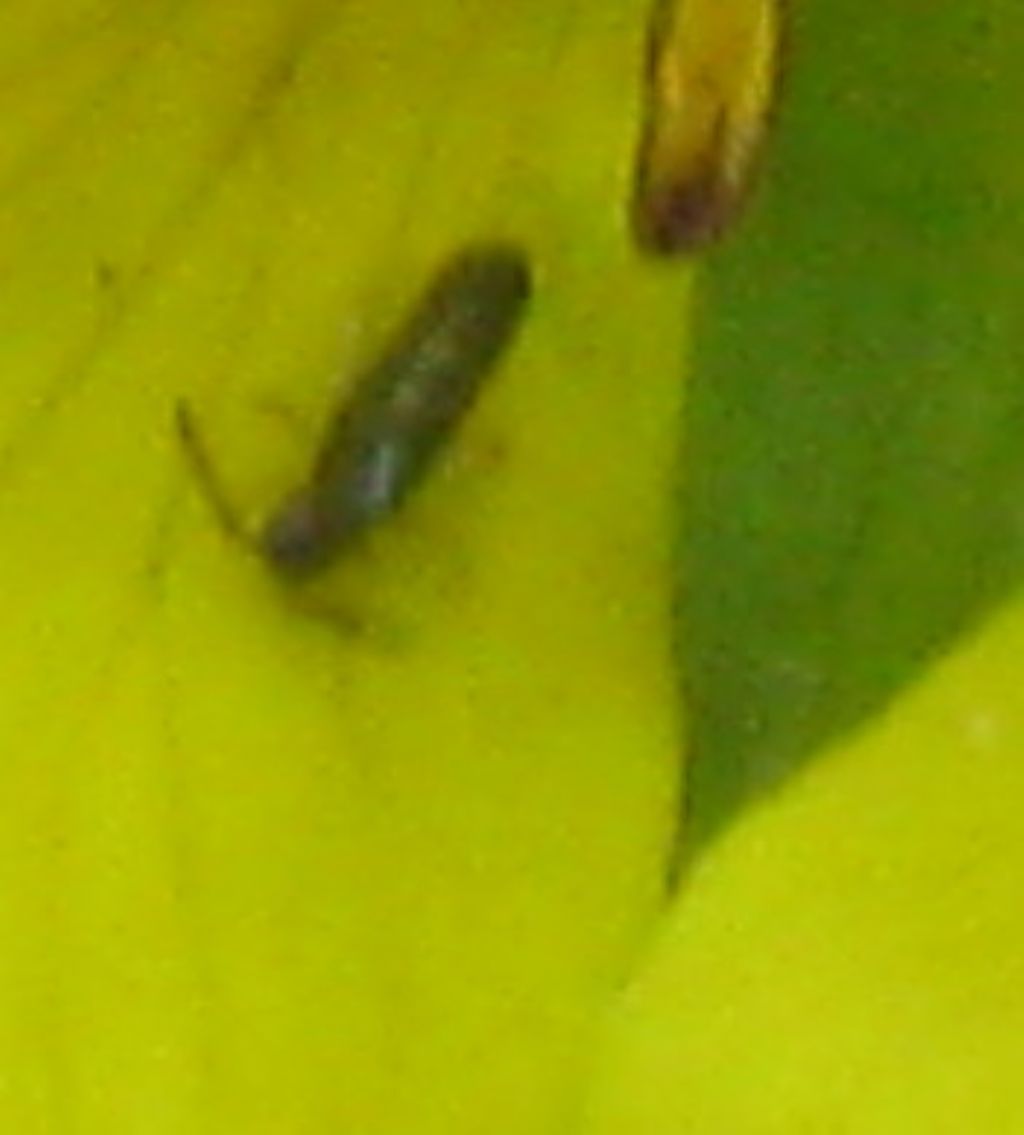 Insetto identificabile ? 2 ... forse Staphylinidae?