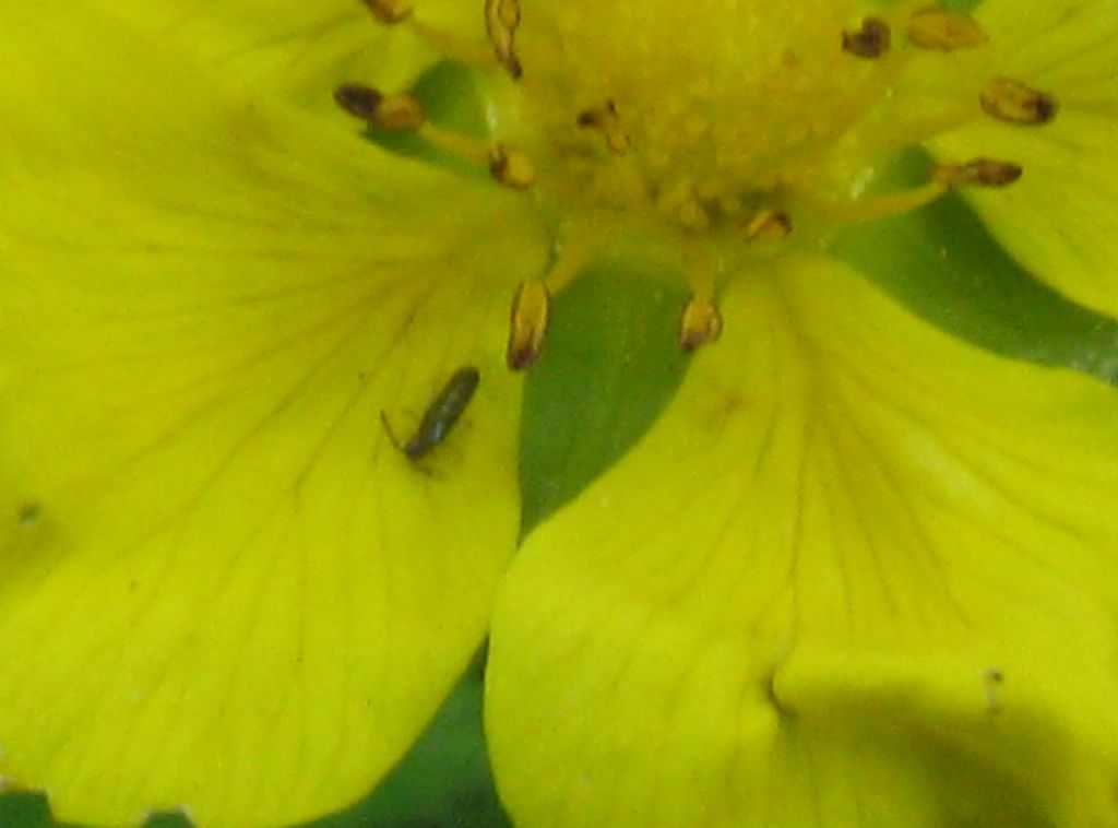 Insetto identificabile ? 2 ... forse Staphylinidae?