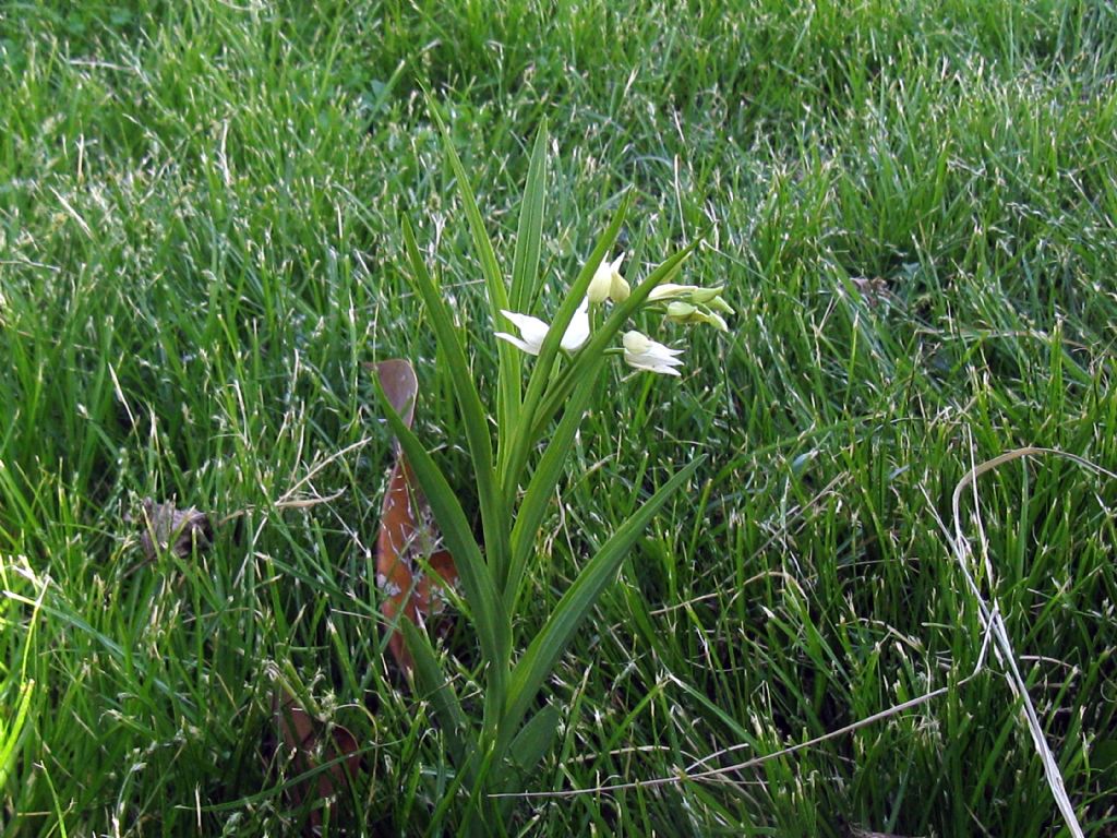 Cephalanthera longifolia? S !