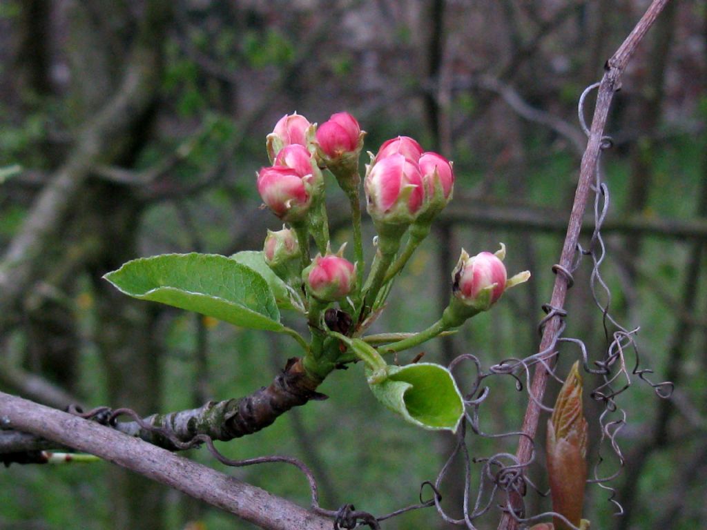 Pyrus communis / Pero domestico