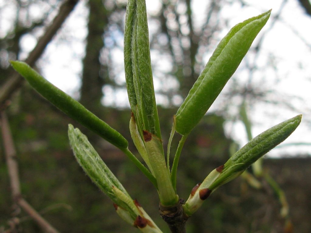 Pyrus communis / Pero domestico