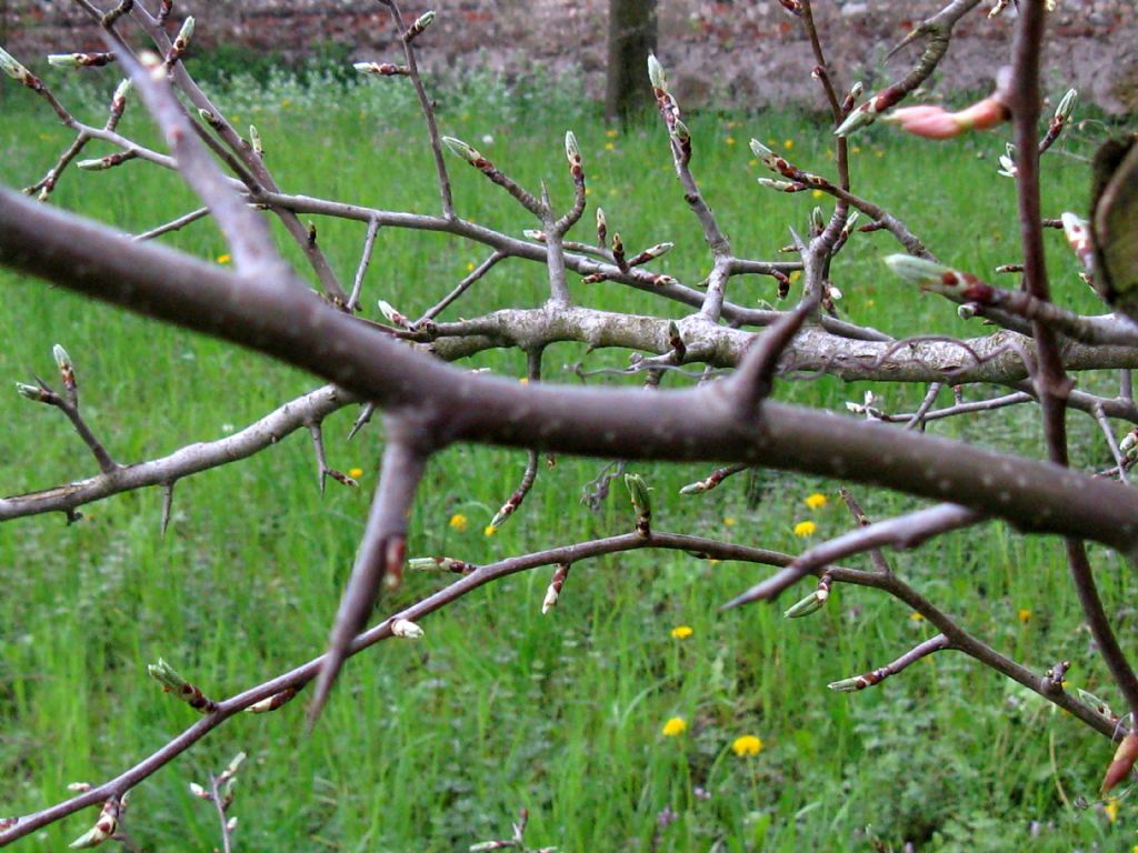 Pyrus communis / Pero domestico